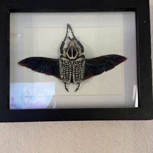 Framed Beetle Art with Black Frame